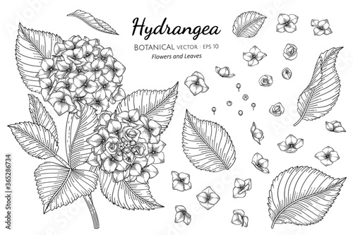 Set of Hydrangea flower and leaf hand drawn botanical illustration with line art on white backgrounds.