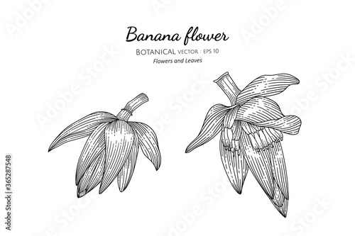 Banana flower hand drawn botanical illustration with line art on white backgrounds.