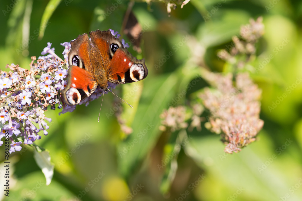 butterfly on a flower butterfly on a flower