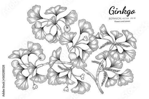 Ginkgo hand drawn botanical illustration with line art on white backgrounds.