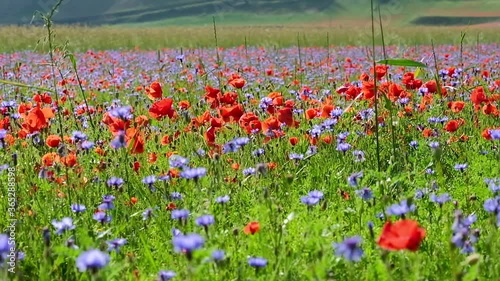 Close up of a field of lentils with poppies, cornflowers and daisies flowers blowing in the wind on the plains of Castelluccio di Norcia, a beautiful scenery located at the foot of the Italian apennin
