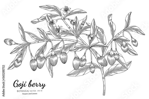 Goji berry fruit hand drawn botanical illustration with line art on white backgrounds.