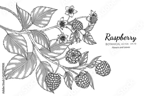 Raspberry hand drawn botanical illustration with line art on white backgrounds.