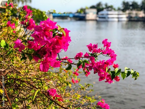 Fototapeta Naklejka Na Ścianę i Meble -  pink flowers by the intracoastal, Delray Beach, FL