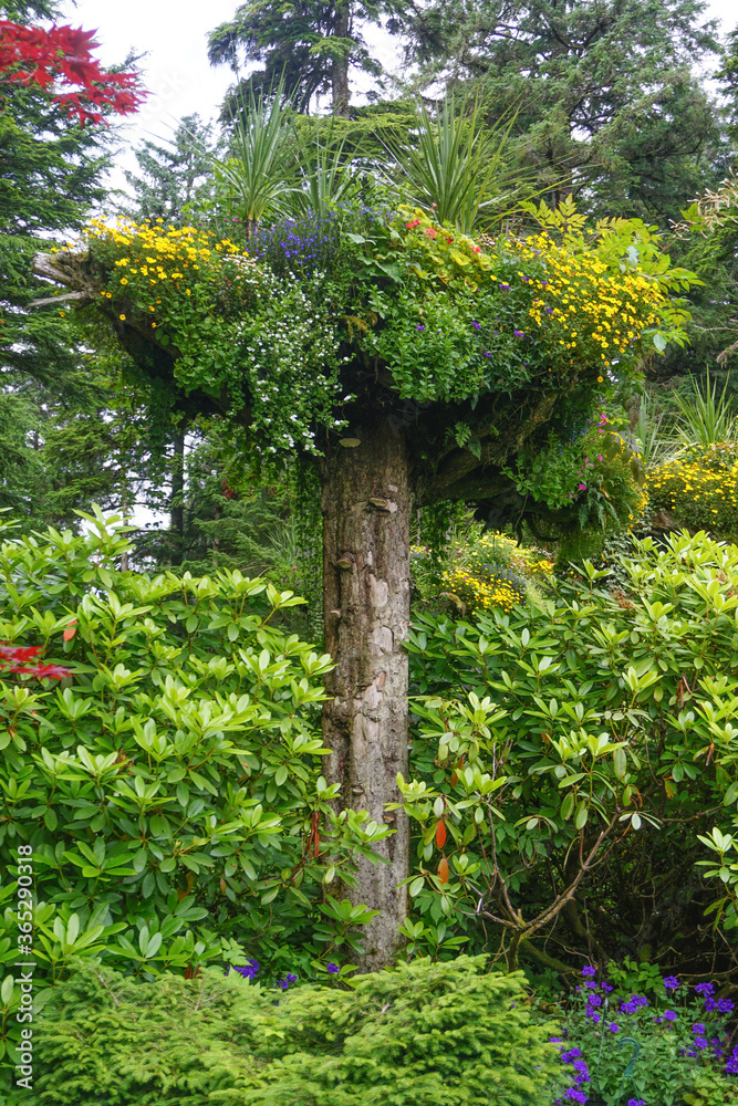 Juneau, Alaska, USA Glacier Gardens, a rain forest botanical garden in