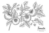 Tomato hand drawn botanical illustration with line art on white backgrounds.