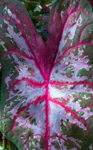 Circulating Color