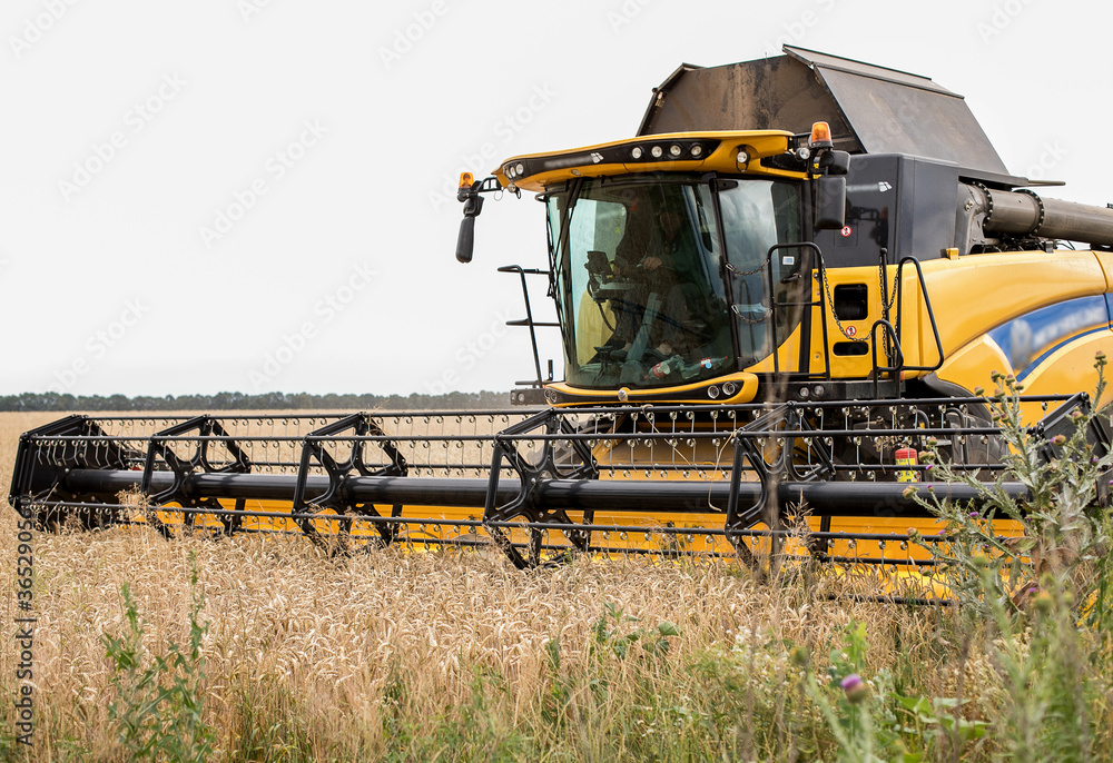 Fototapeta premium Harvester on a wheat field. Harvesting