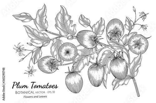 Plum tomato hand drawn botanical illustration with line art on white backgrounds.