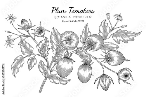 Plum tomato hand drawn botanical illustration with line art on white backgrounds.