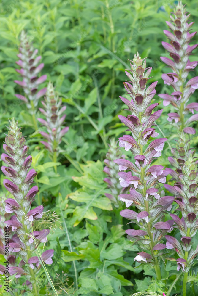 Acanthus spinosus Stacheliger Bärenklau Acanthus spinosus Stacheliger Bärenklau