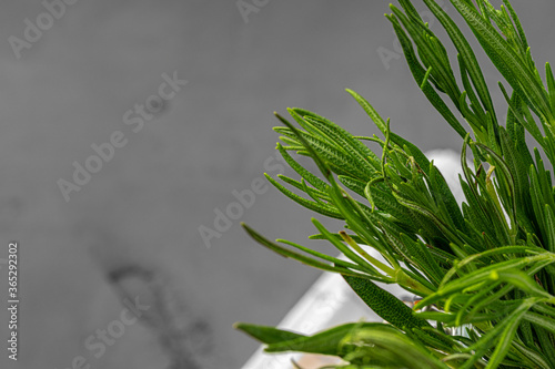 Rosemary branch in a glass cup close up
