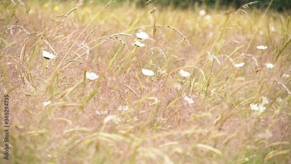 Field of wildflowers and tall grass blowing in summer breeze. Slow motion. Field of wildflowers and tall grass blowing in summer breeze. Slow motion.