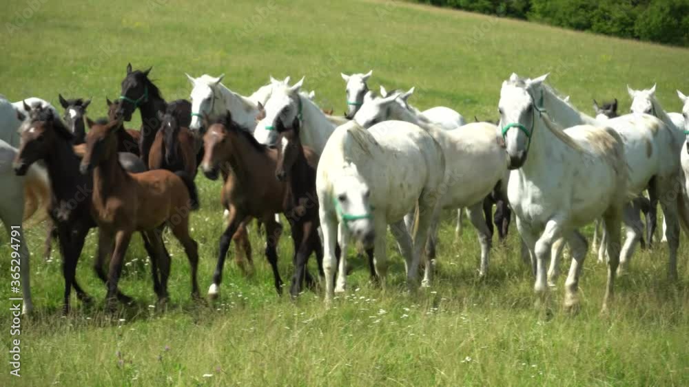 Lipizzan horses graze on a green meadow. Lipizzan horses graze on a green meadow.