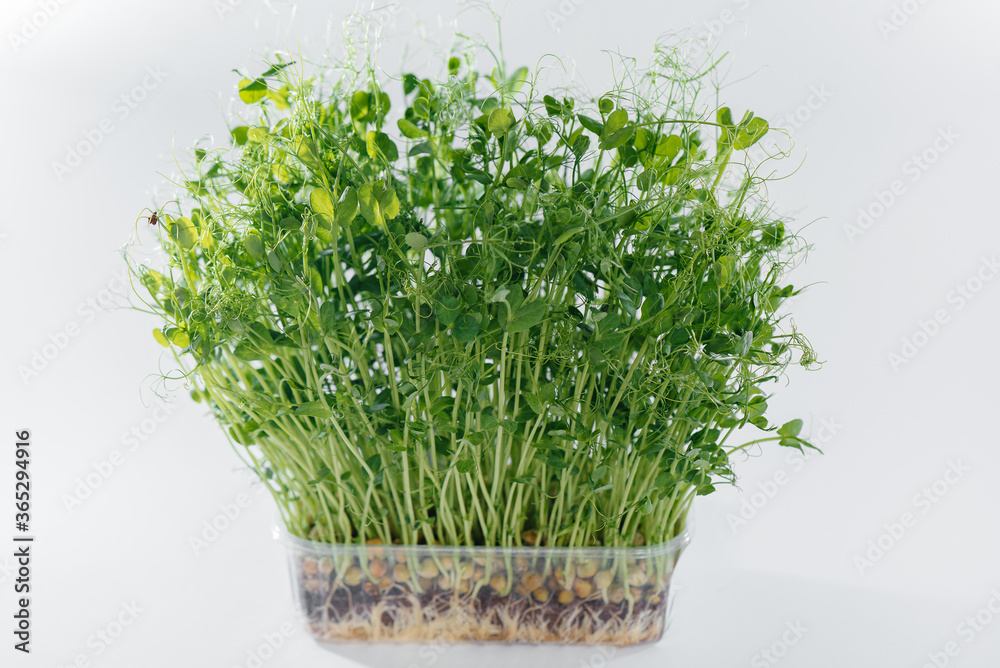 Micro-green pea sprouts close-up on a white background in a pot with soil. Healthy food and lifestyle Micro-green pea sprouts close-up on a white background in a pot with soil. Healthy food and lifestyle