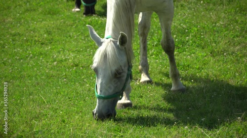 Lipizzan horses graze on a green meadow. photo