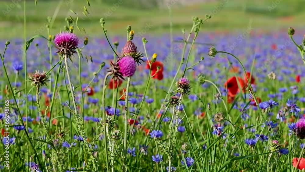 Close up of a field of lentils with poppies, cornflowers and daisies flowers blowing in the wind on the plains of Castelluccio di Norcia, a beautiful scenery at the foot of the Italian apennines