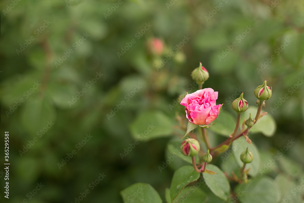 Pink garden rose with buds closeup  a blurred green background.
