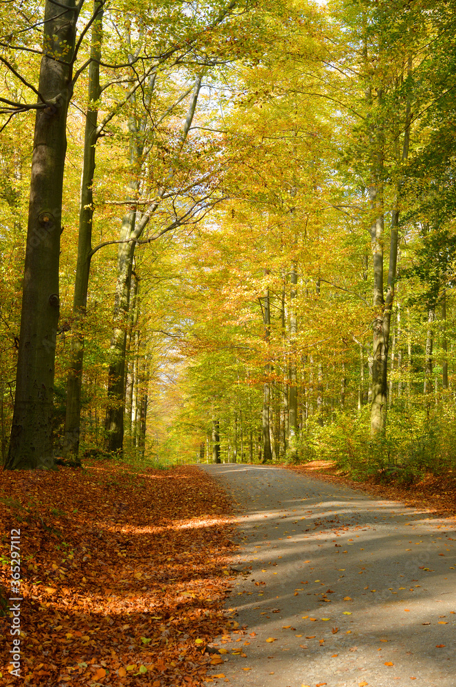 Obraz premium Beautiful road through a forest with colorful leaves on the trees