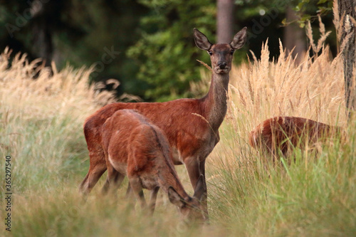 Deer on the road in the woods