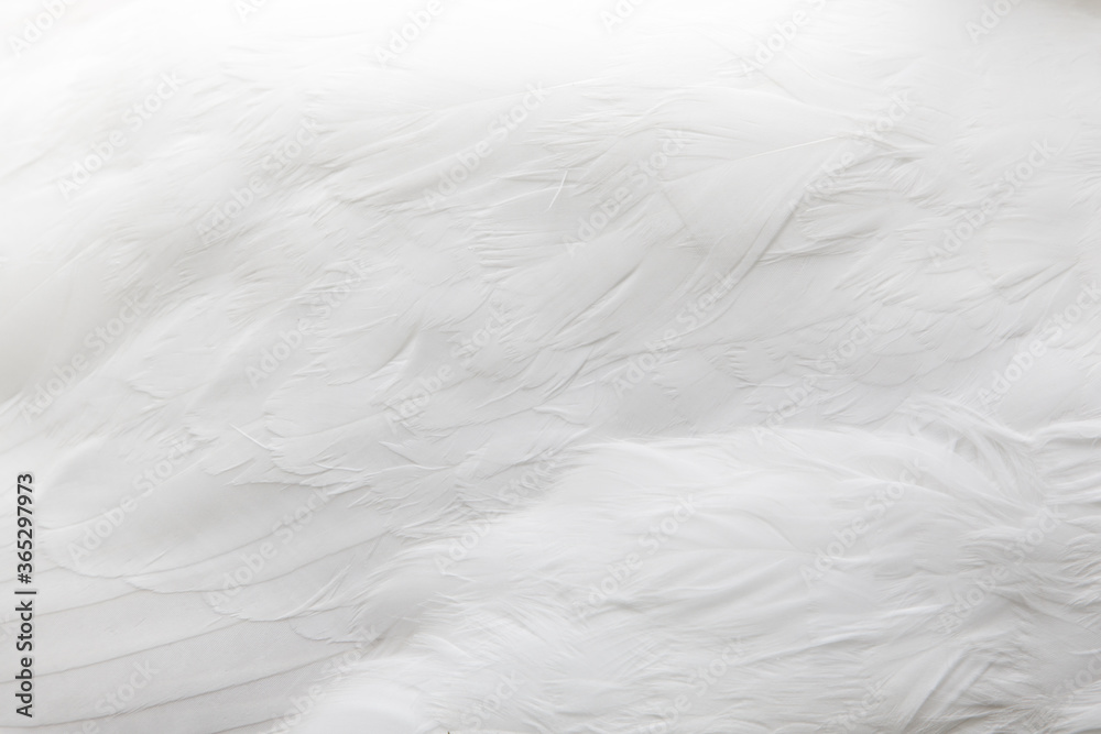 Obraz premium Textura de plumas de ganso de color blanco