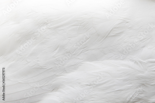Textura de plumas de ganso de color blanco