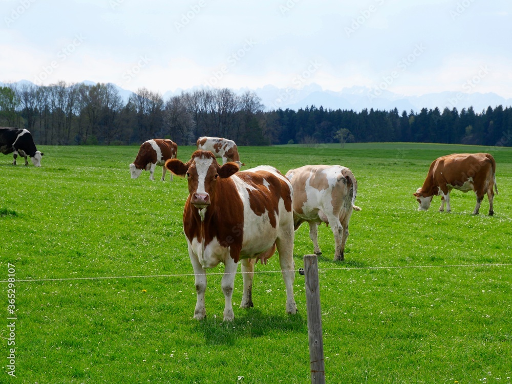 Kühe auf der Weide mit  elektrischem Zaun, Kuhherde