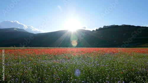Sunset scene with shadows moving over a field of lentils with poppies, cornflowers and daisies blowing in the wind on the plains of Castelluccio di Norcia.