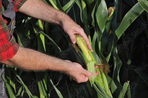 Farmer or agronomist examine corn cob and plant in field, closeup of hands and crop
