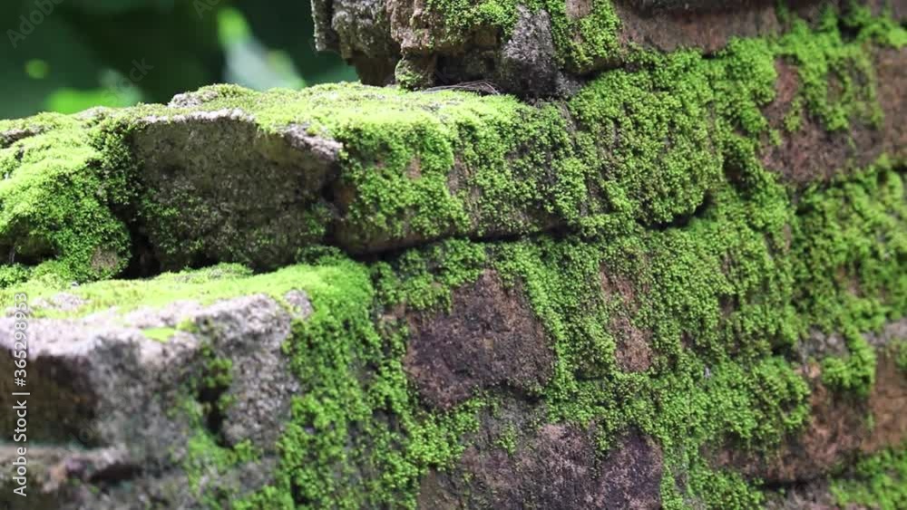 View of broken brick wall covered with green moss View of broken brick wall covered with green moss