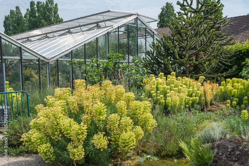 Euphorbia characias ssp. wulfenii – Mittelmeer-Wolfsmilch photo
