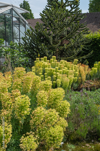 Euphorbia characias ssp. wulfenii – Mittelmeer-Wolfsmilch photo