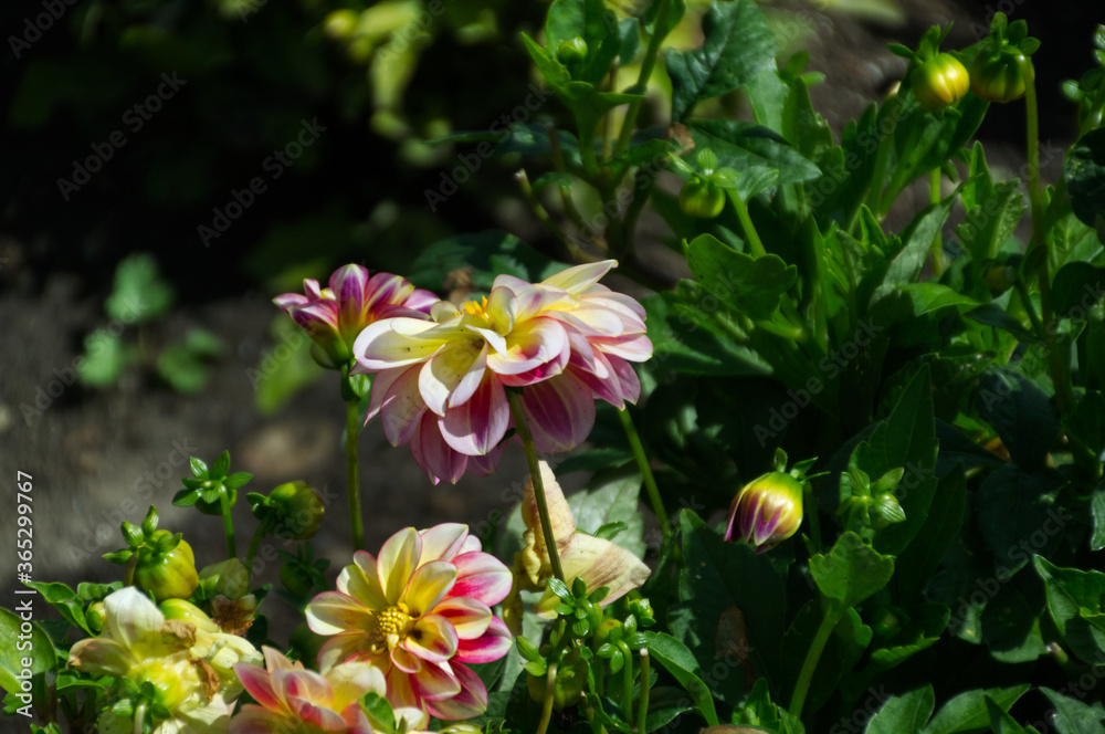 Dahlias in Bloom