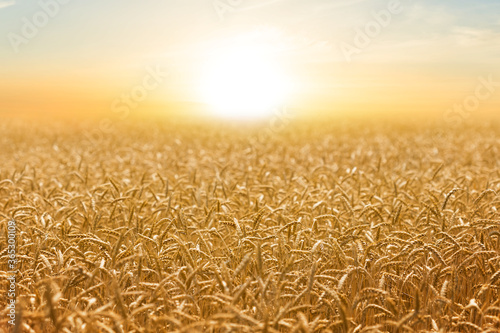 summer golden wheat field at the sunset  rural agricultural background