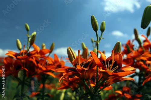 Fototapeta Naklejka Na Ścianę i Meble -  kwiaty lilii w ogrodzie