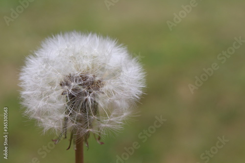 dandelion seed head