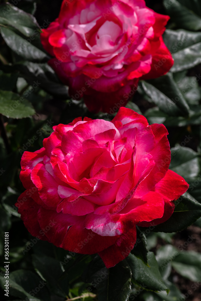 Garden Rose Flower, Variety 'Color Magic' Garden Rose Flower, Variety 'Color Magic'