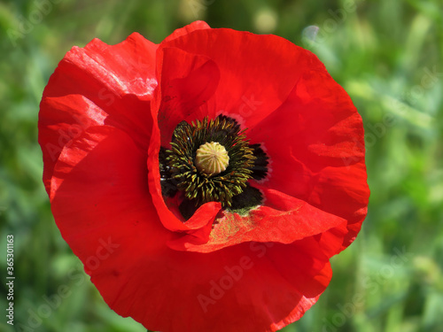 Red Poppy Flower