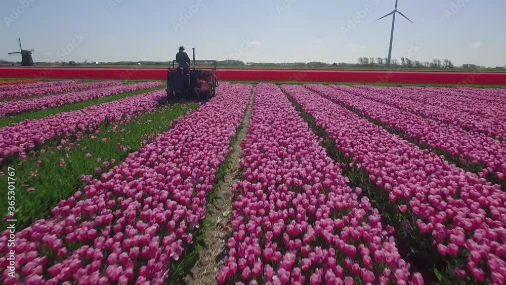 Colorful Tulip fields in Holland shot by drone in slowmotion