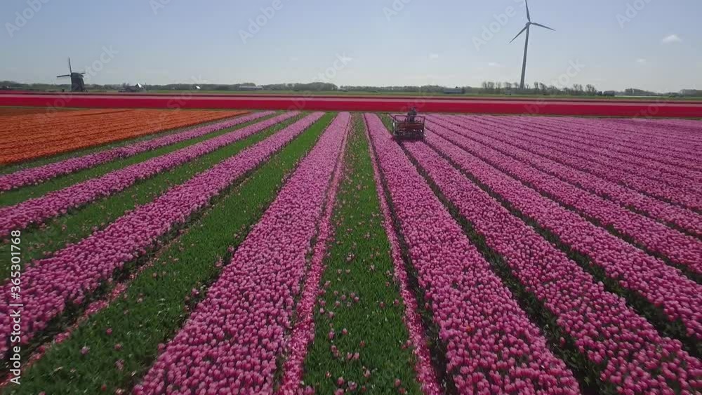 Colorful Tulip fields in Holland shot by drone in slowmotion