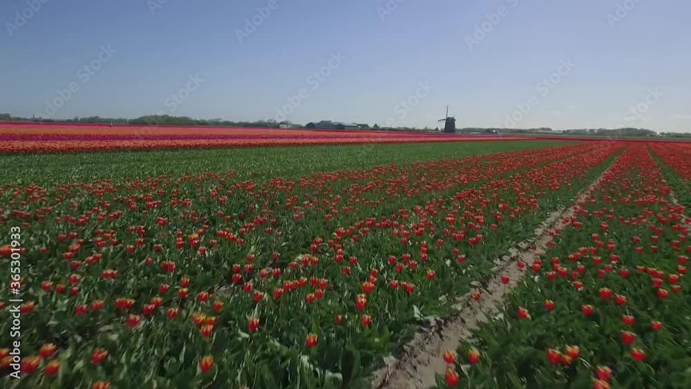 Colorful Tulip fields in Holland shot by drone in slowmotion Colorful Tulip fields in Holland shot by drone in slowmotion