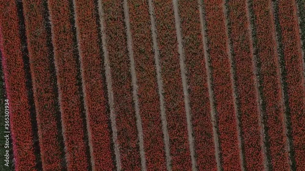 Colorful Tulip fields in Holland shot by drone in slowmotion