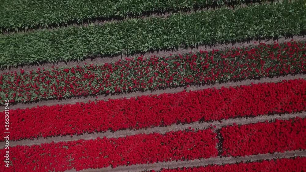 Colorful Tulip fields in Holland shot by drone in slowmotion