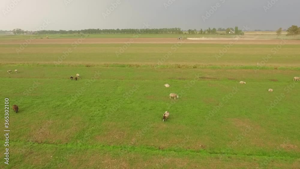 Droneshots of sheeps in the fields of Holland Droneshots of sheeps in the fields of Holland