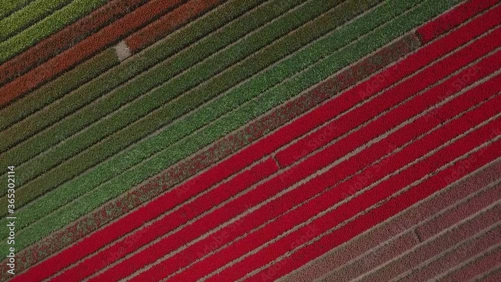 Colorful Tulip fields in Holland shot by drone in slowmotion