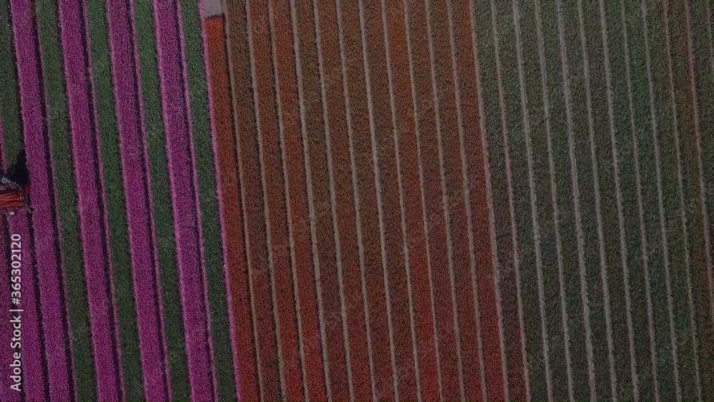 Colorful Tulip fields in Holland shot by drone in slowmotion