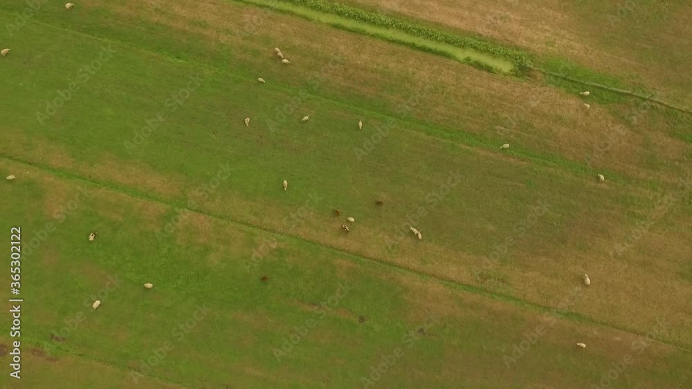 Droneshots of sheeps in the fields of Holland