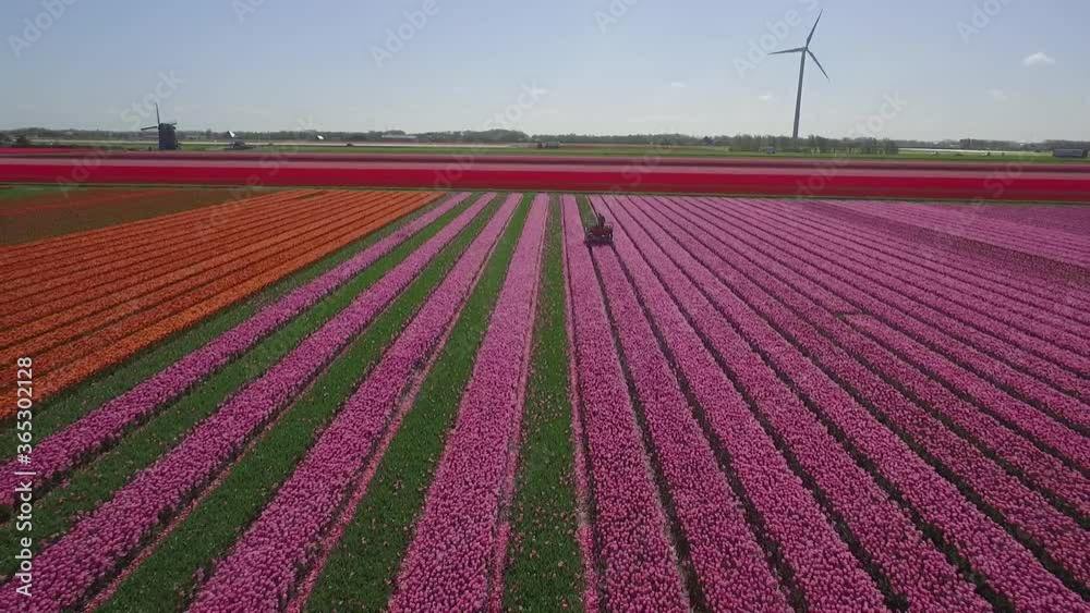 Colorful Tulip fields in Holland shot by drone in slowmotion
