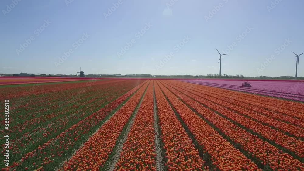 Colorful Tulip fields in Holland shot by drone in slowmotion
