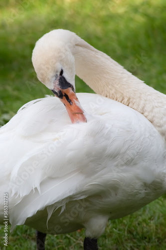 The swan close up